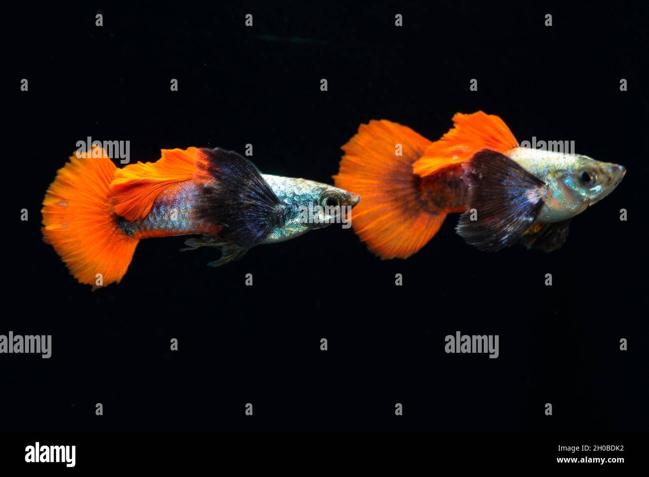 Guppy dumbo (Poecilia reticulata) males in aquarium on black background Stock Photo