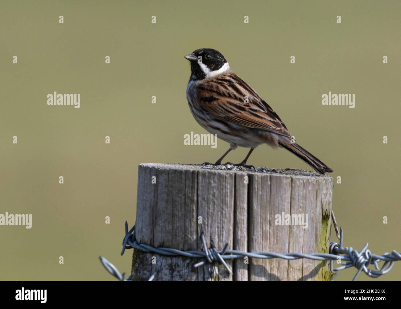 Reed bunting (Emberiza schoeniclus) perched on a post, England Stock Photo