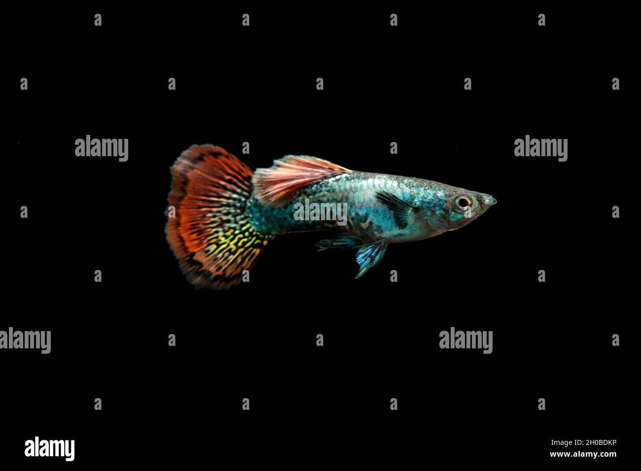 Guppy mosaic (Poecilia reticulata) male in aquarium on black background Stock Photo