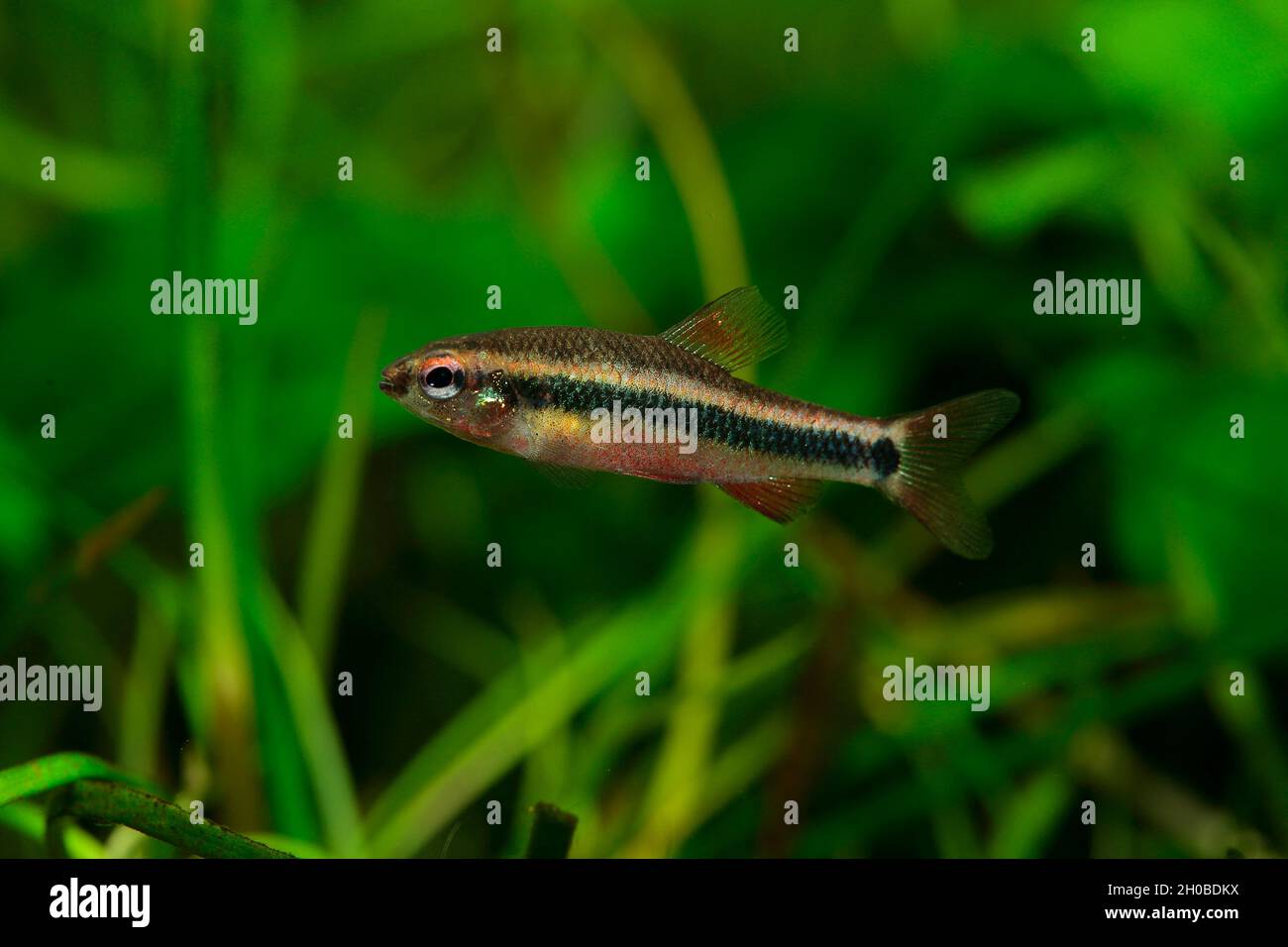 Ansorge's Neolebias (Neolebias ansorgii) male in aquarium Stock Photo