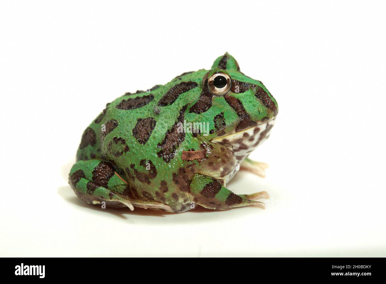 Ornate Horned Frog (Ceratophrys ornata), pepermint phase on white background Stock Photo