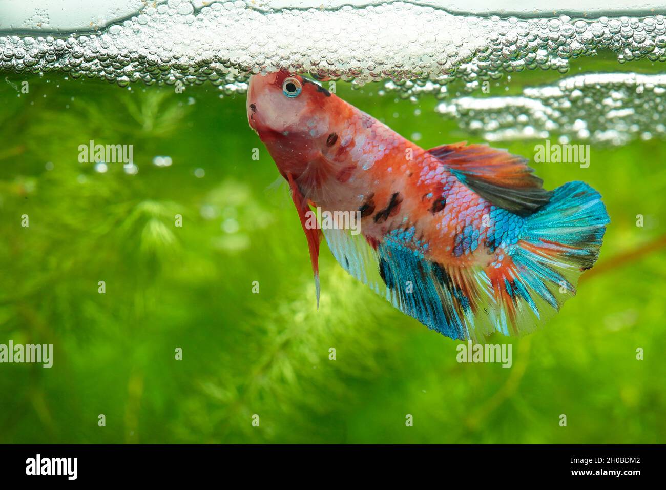 Siamese fighting fish (Betta splendens) Fighting fish guarding its eggs ...
