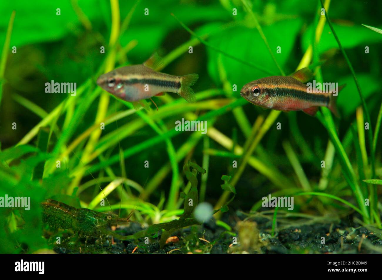 Ansorge's Neolebias (Neolebias ansorgii) male in aquarium Stock Photo