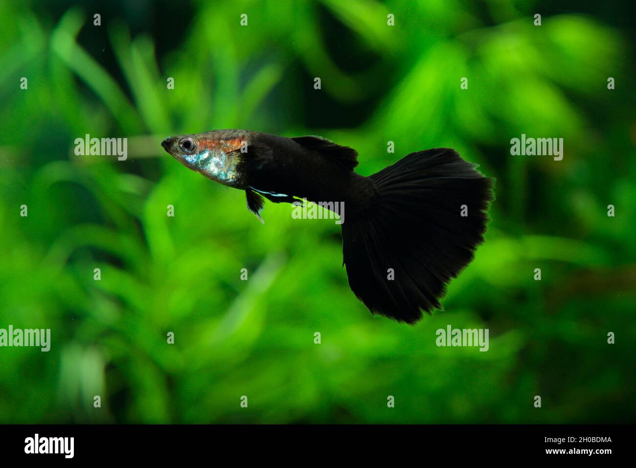 Black Guppy (Poecilia reticulata) male in aquarium Stock Photo
