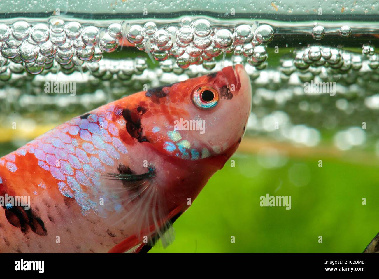 Siamese fighting fish (Betta splendens) Fighting fish guarding its fry in its bubble nest Stock