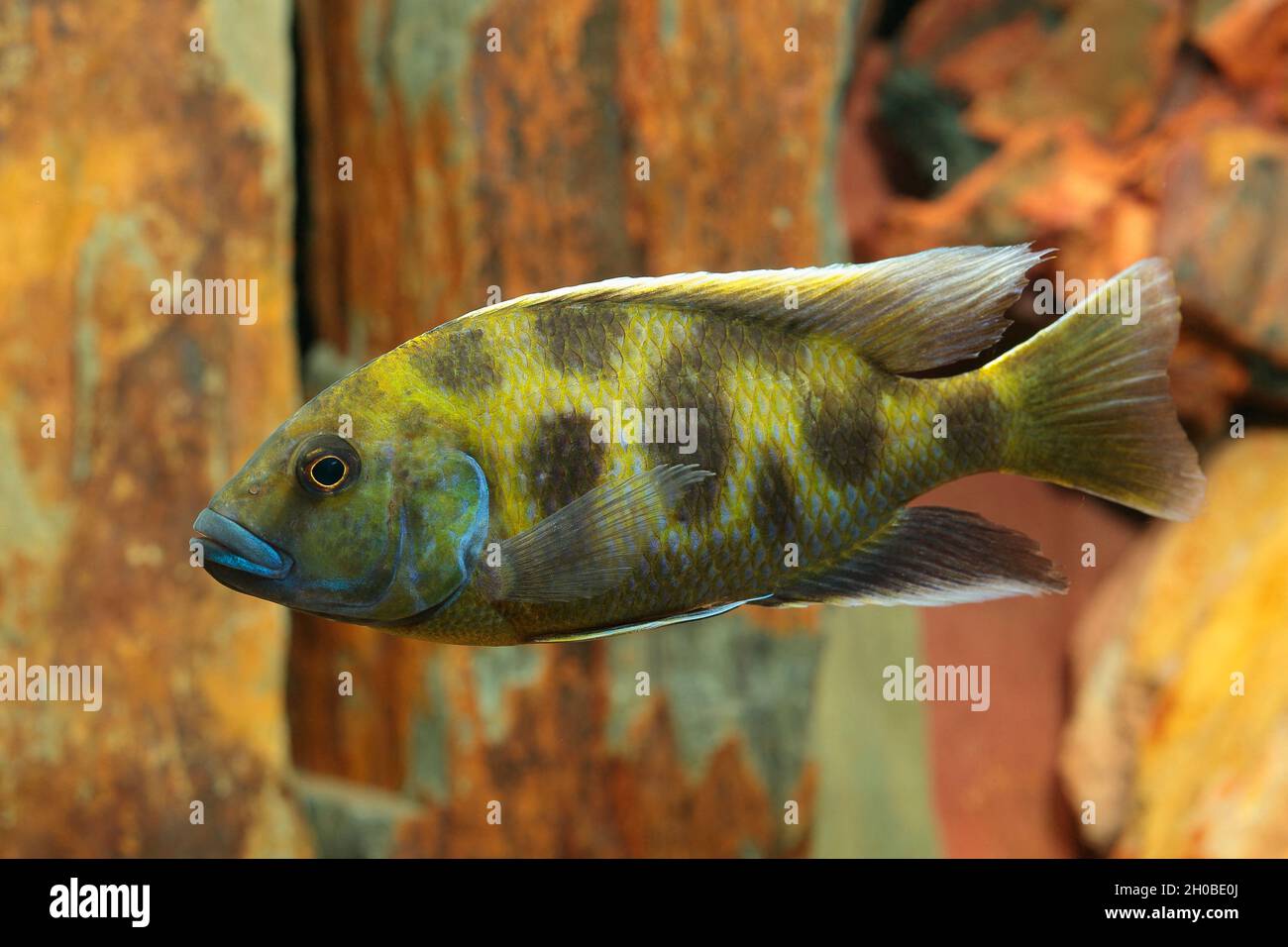 Venustus cichlid (Nimbochromis venustus) male in aquarium Stock Photo