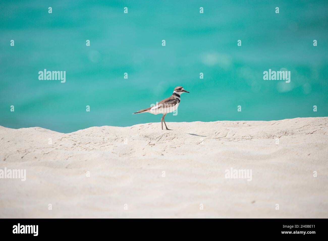 Killdeer (Charadrius vociferus) on a sandy beach, Cuba Stock Photo