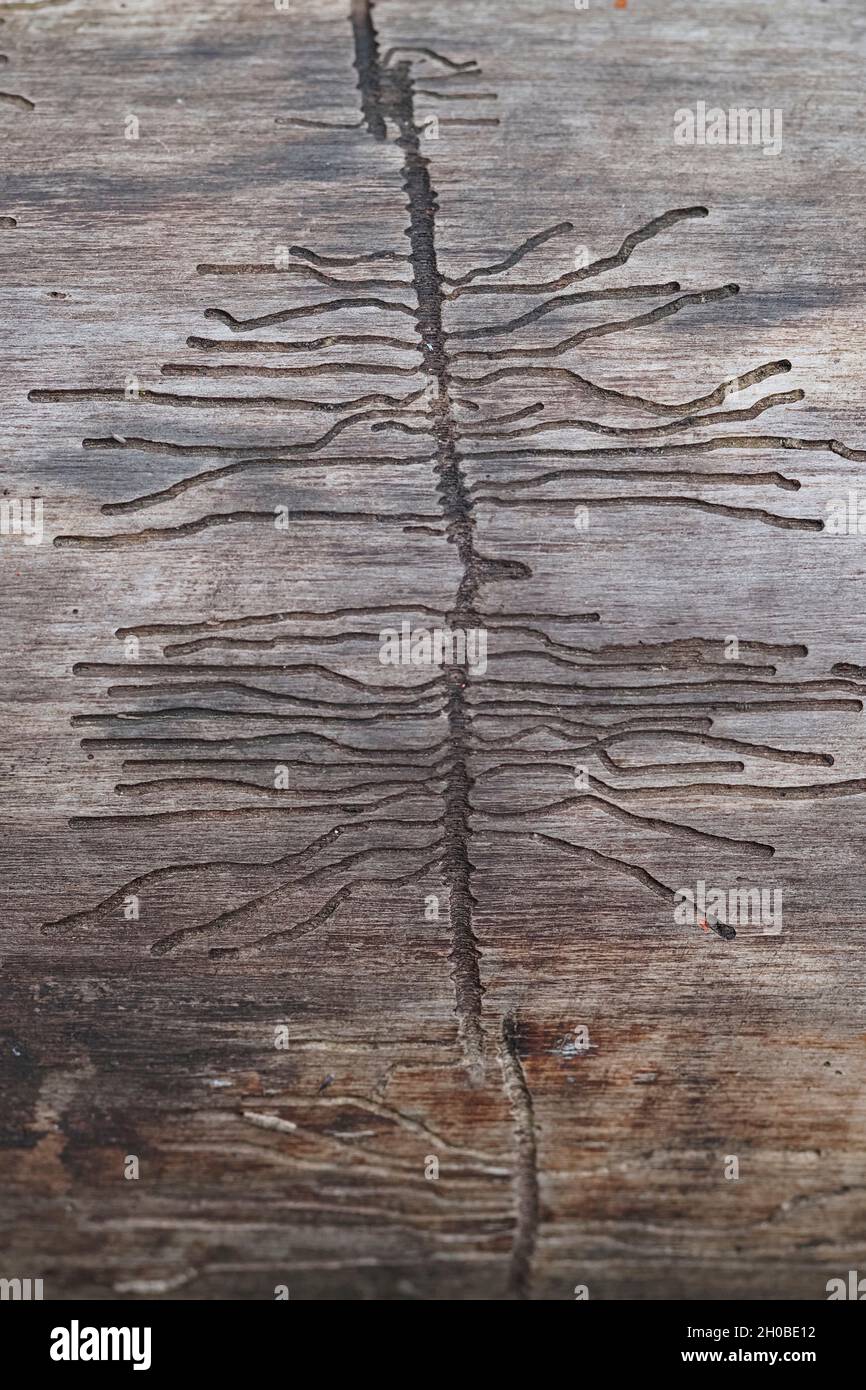 European Spruce Bark Beetle (Ips typographus) gallery on a dead tree trunk, France Stock Photo
