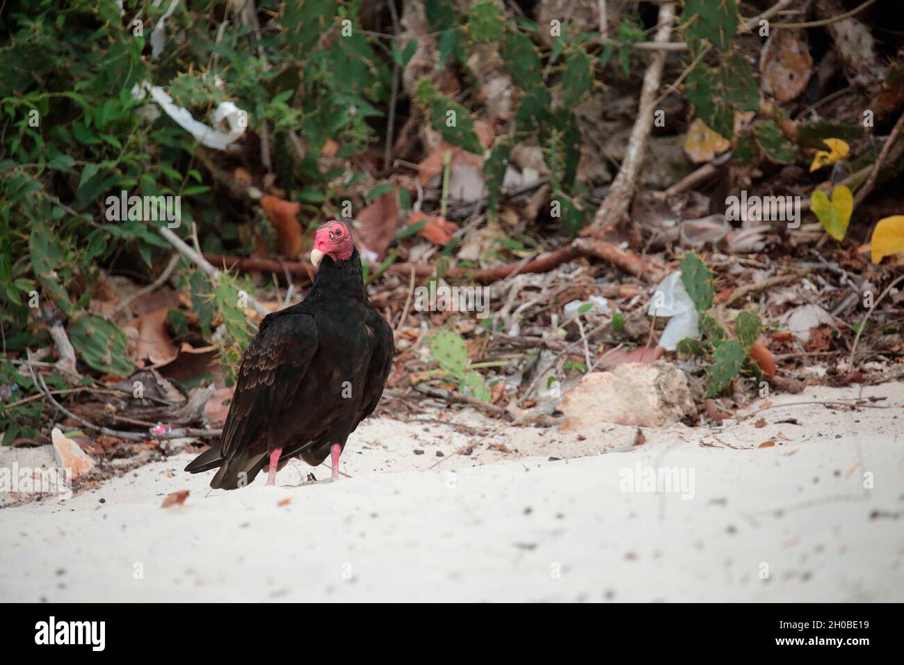 Turkey vulture (Cathartes aura) on the sand by the sea, Cuba Stock Photo