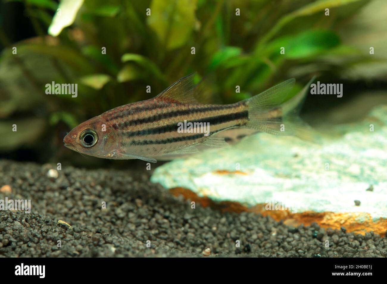 Lined barb (Striuntius lineatus) in aquarium Stock Photo