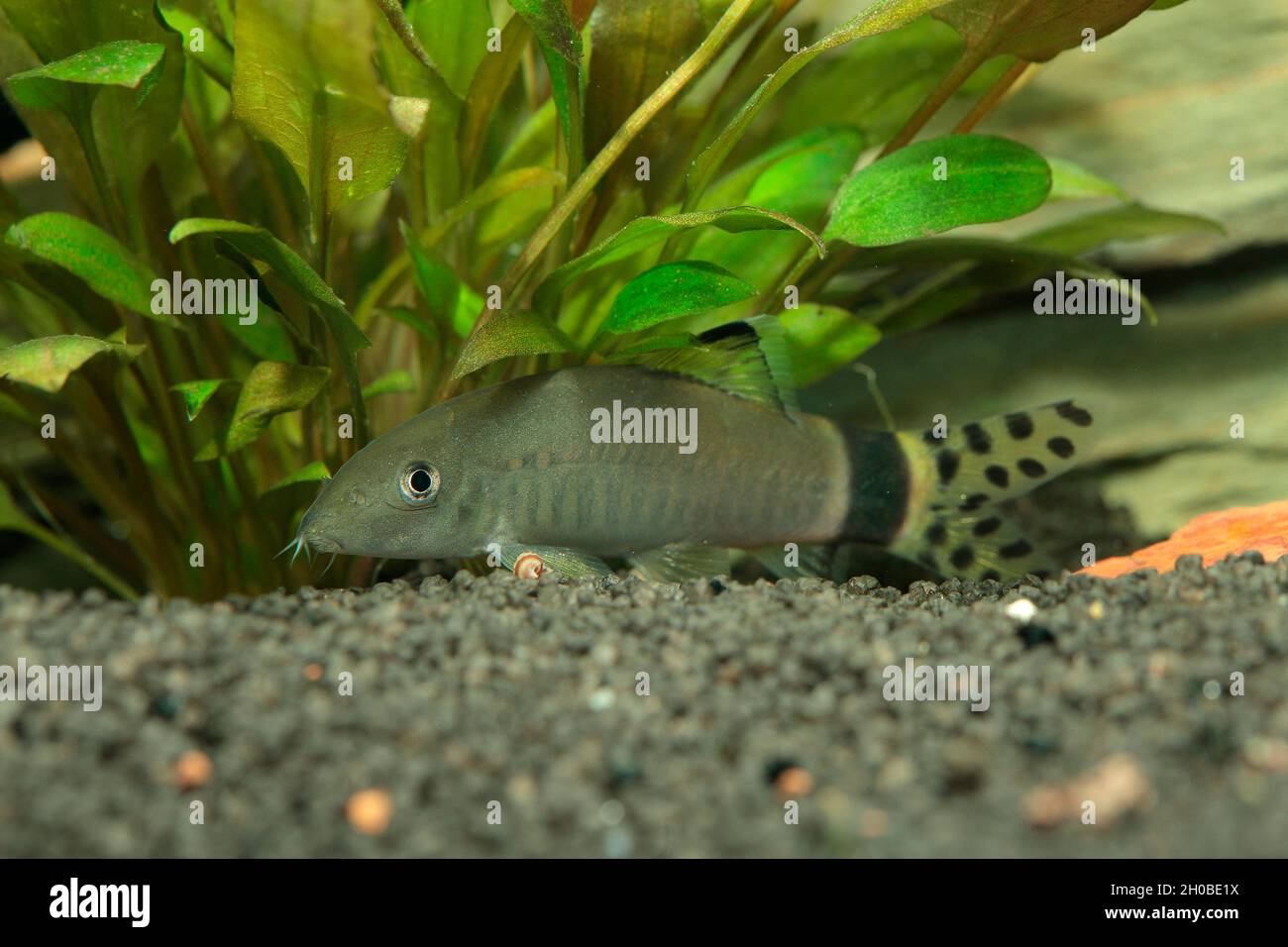 Yellow tail polka dot loach (Yasuhikotakia splendida) in aquarium Stock Photo