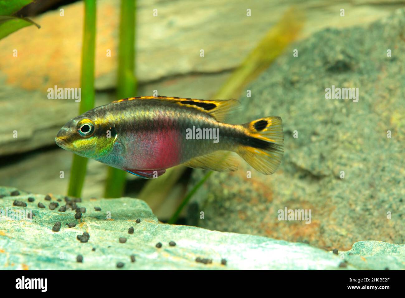 Kribensis (Pelvicachromis pulcher) coloured female in aquarium Stock Photo