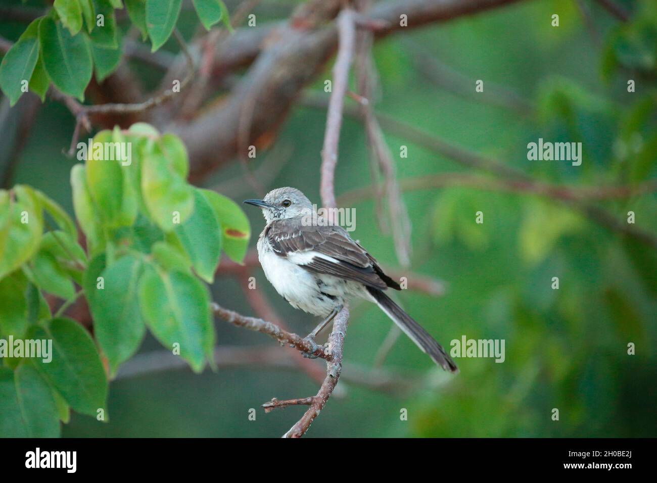 Northern Mockingbird (Mimus polyglottos) on a mangrove tree, Cuba Stock Photo