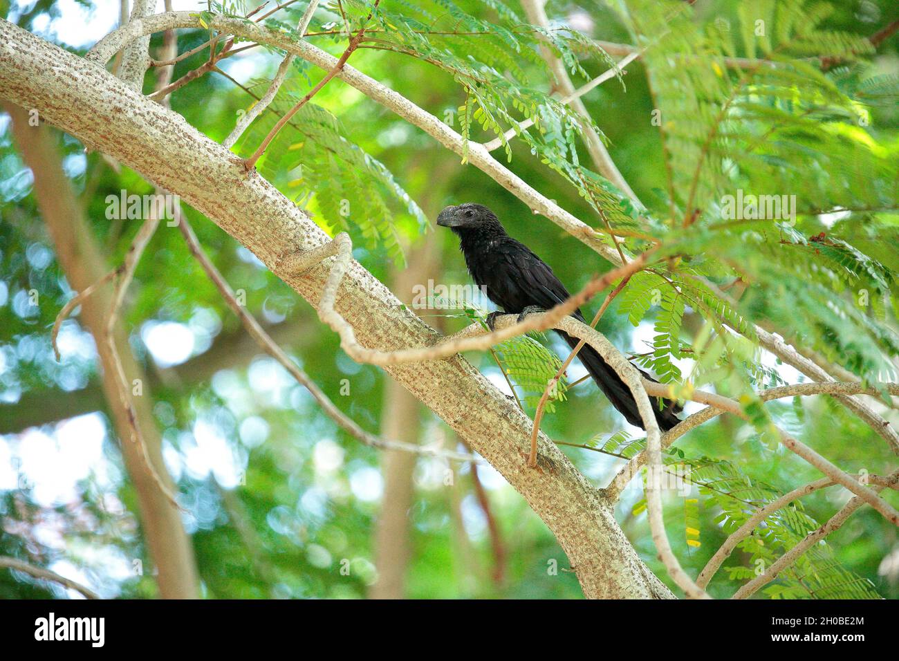 Smooth-billed Ani (Crotophaga ani) in a tree, Cuba Stock Photo