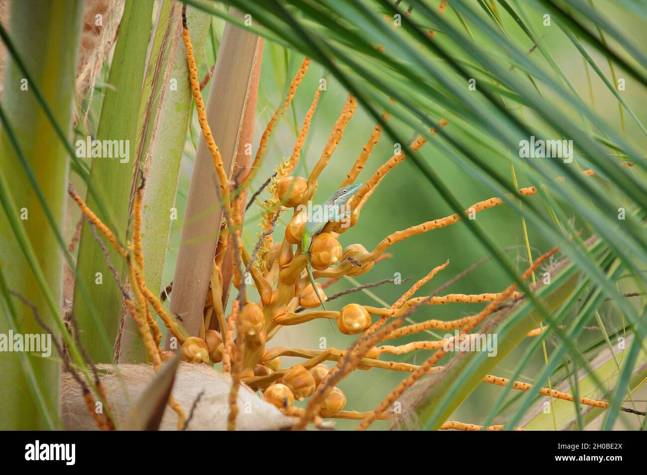 Allison's anole (Anolis allisoni) on palm tree, Cuba Stock Photo