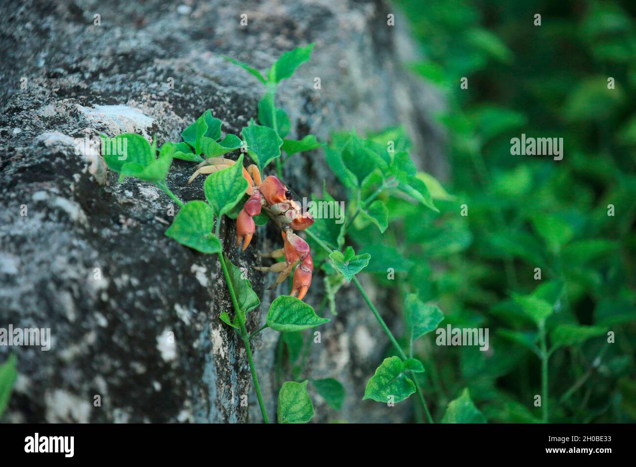 Blackback land crab (Gecarcinus lateralis) in a garden, Cuba Stock Photo