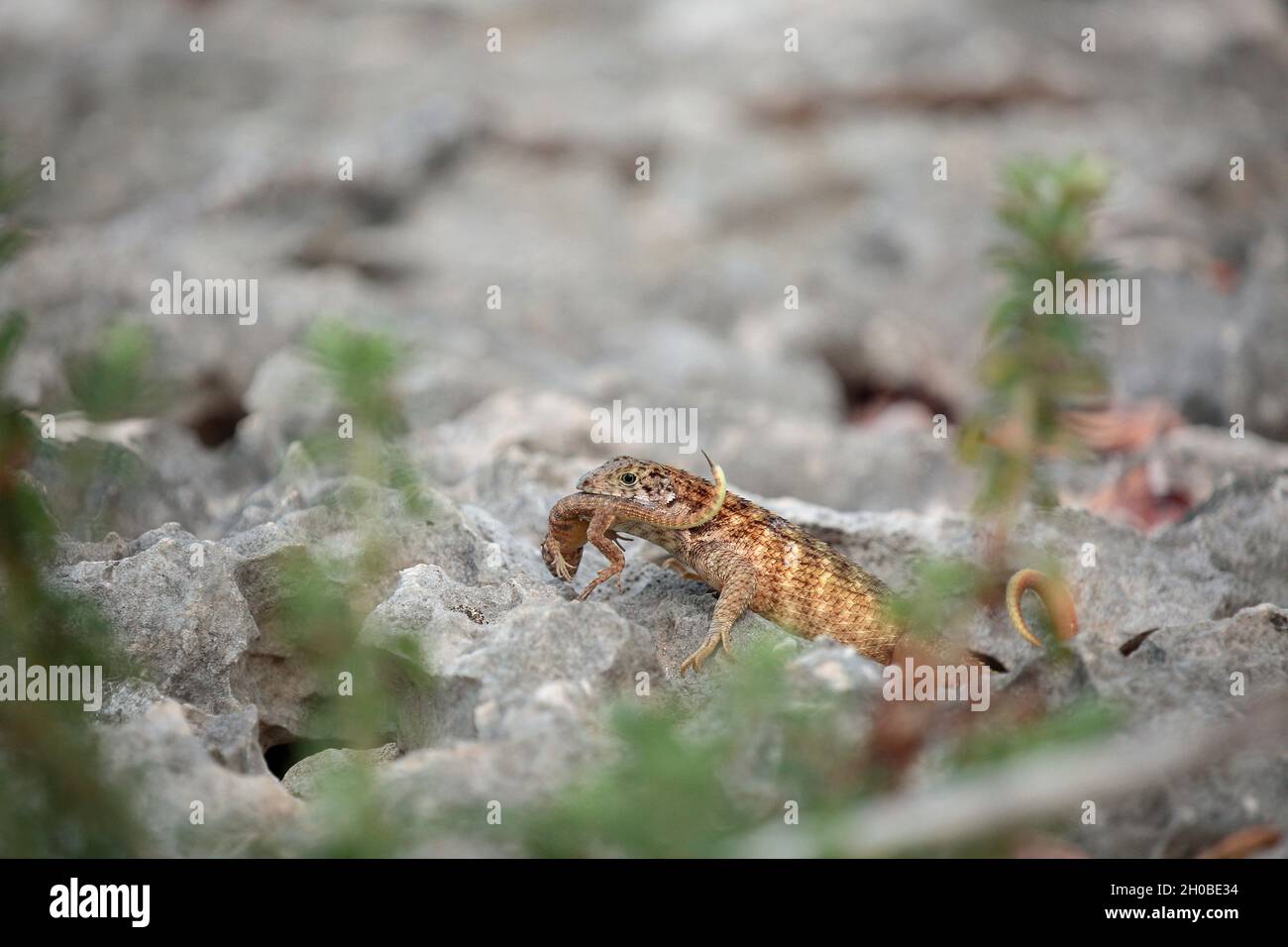Northern curly-tailed lizard (Leiocephalus carinatus) with a congener in its mouth, Cuba Stock Photo