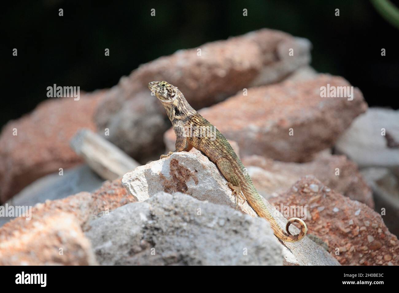 Northern curly-tailed lizard (Leiocephalus carinatus) on a rock, Cuba Stock Photo