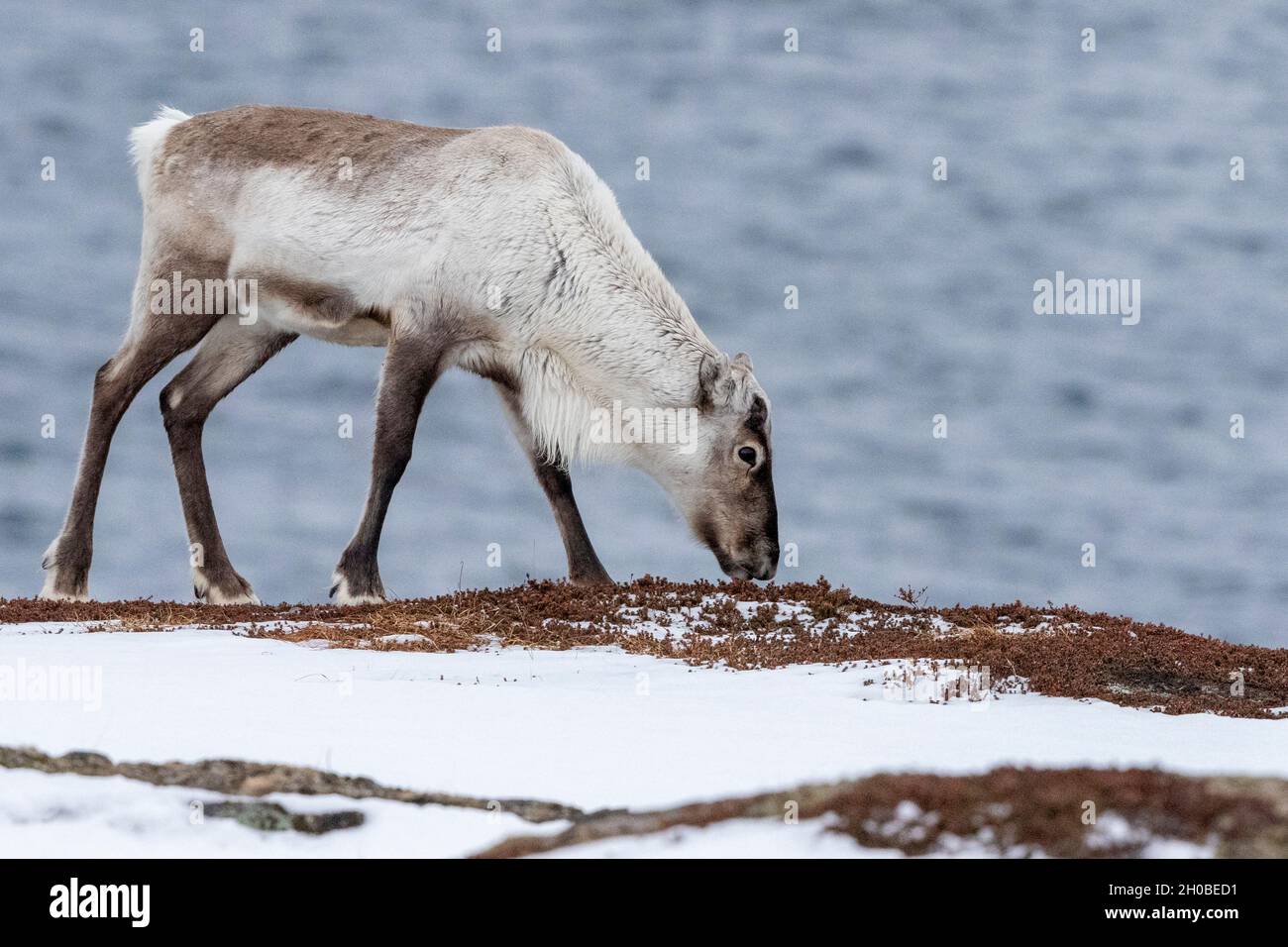 Reindeer (Rangifer tarandus), called Caribou in Canada, searches for food on plowed rocks, Vadso, Varanger Fjord, Norway, Scandinavia, Europe Stock Photo