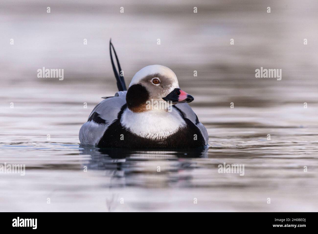 Long-tailed duck (Clangula hyemalis), commonly known in North America as Oldsquaw, male, Harbour of B atsfjord, B atsfjord, Norway, Scandinavia, Europ Stock Photo
