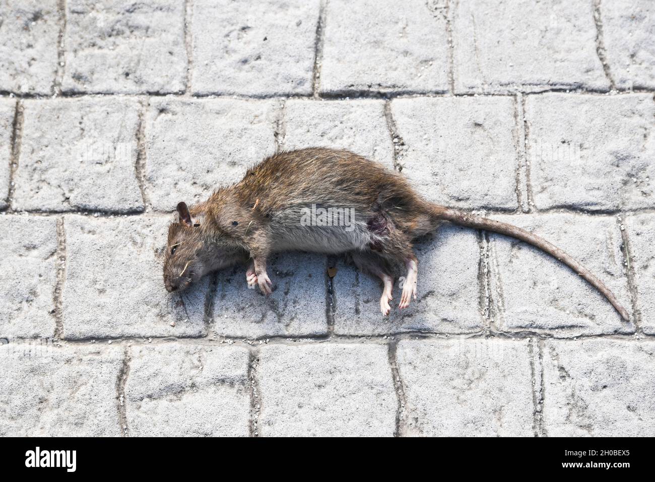A dead rat lying on the street in the city center. Stock Photo