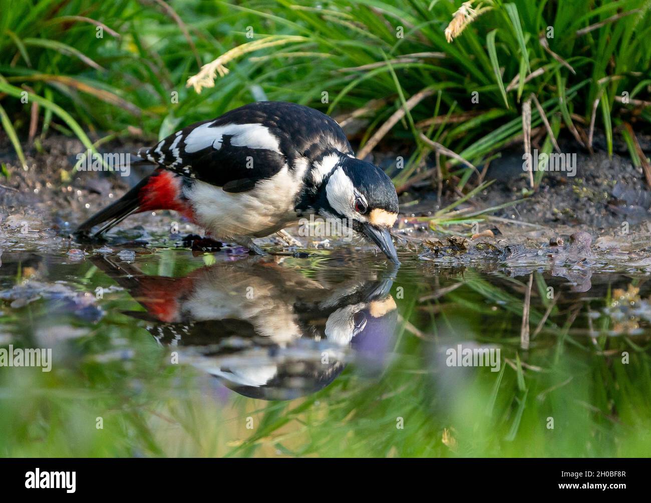 Great spotted woodpecker (Dendrocopos major) drinking water, England Stock Photo