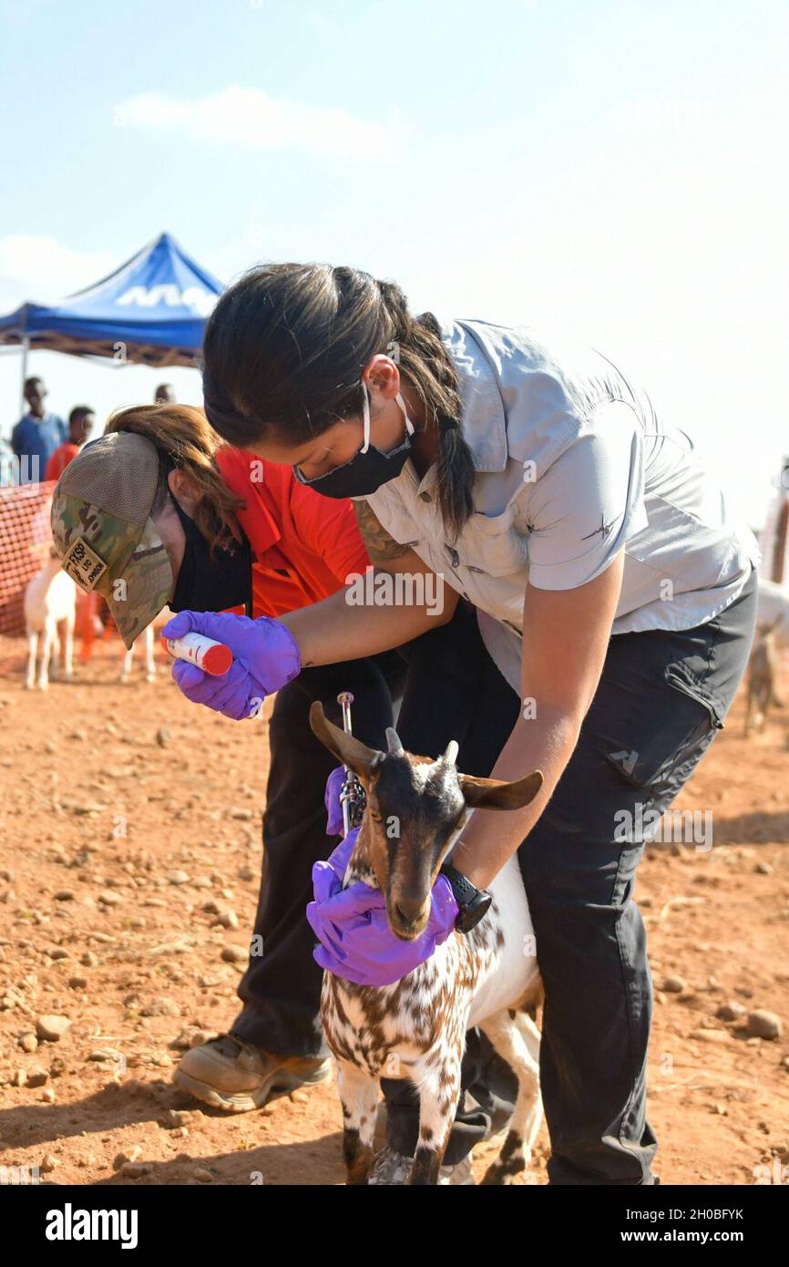 U.S. Army Lt. Col. Pamela Johnson (left) & Staff Sgt. Rawan Abudhrieh (right), assigned to Civil Affairs East Africa Southern European Task Force Africa, in support of Combined Joint Task Force-Horn of Africa (CJTF-HOA), mark a goat during a veterinary exchange in the rural village of Ali Oune, Djibouti, Jan. 18, 2021. U.S. Army Civil Affairs teams identify critical requirements needed by local citizens while fostering and maintaining dialogue with civilian aid agencies and assistance organizations. Stock Photo