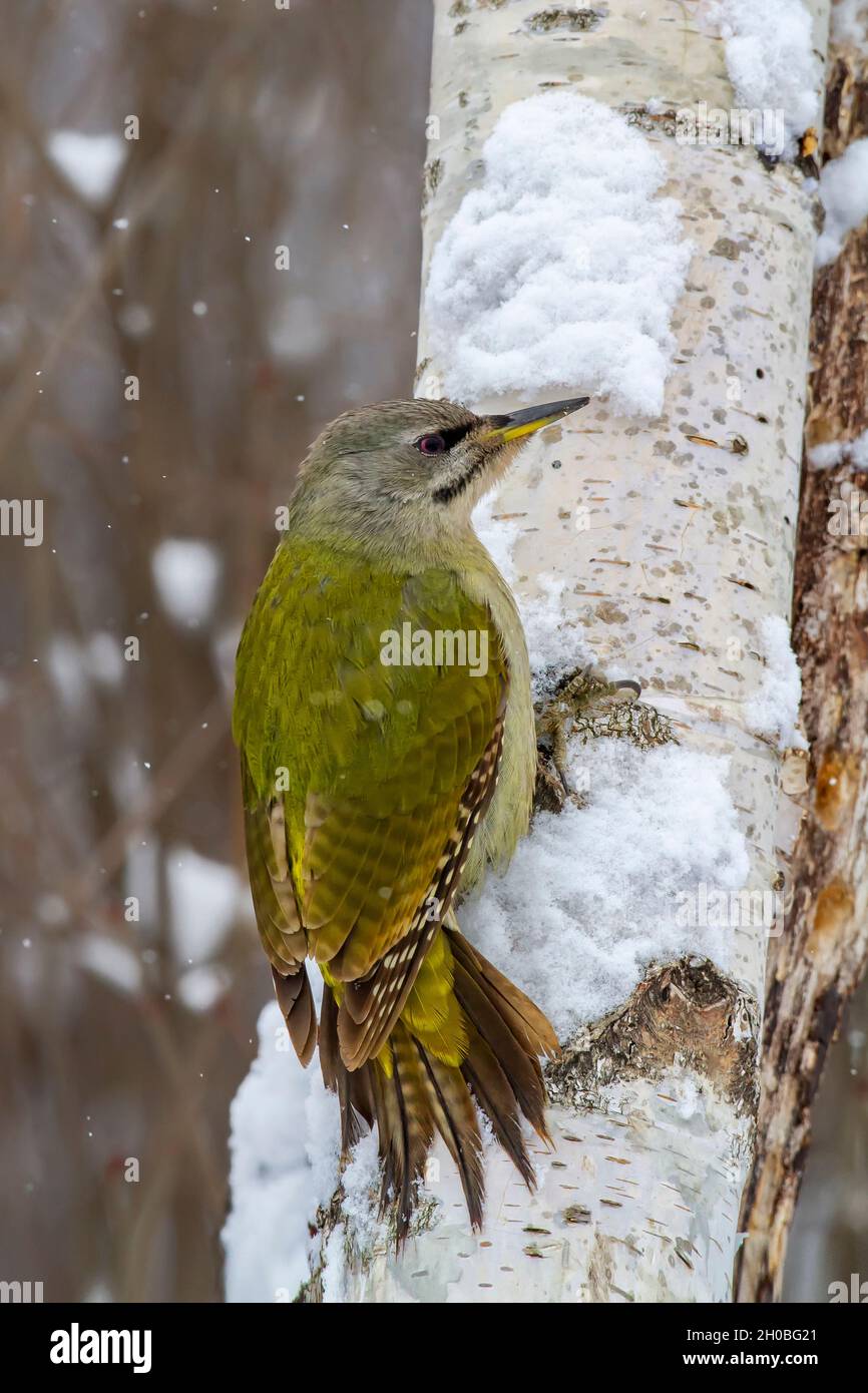Grey-headed woodpecker (Picus canus) Female on a birch trunk in winter, Countryside, Central Bulgaria Stock Photo