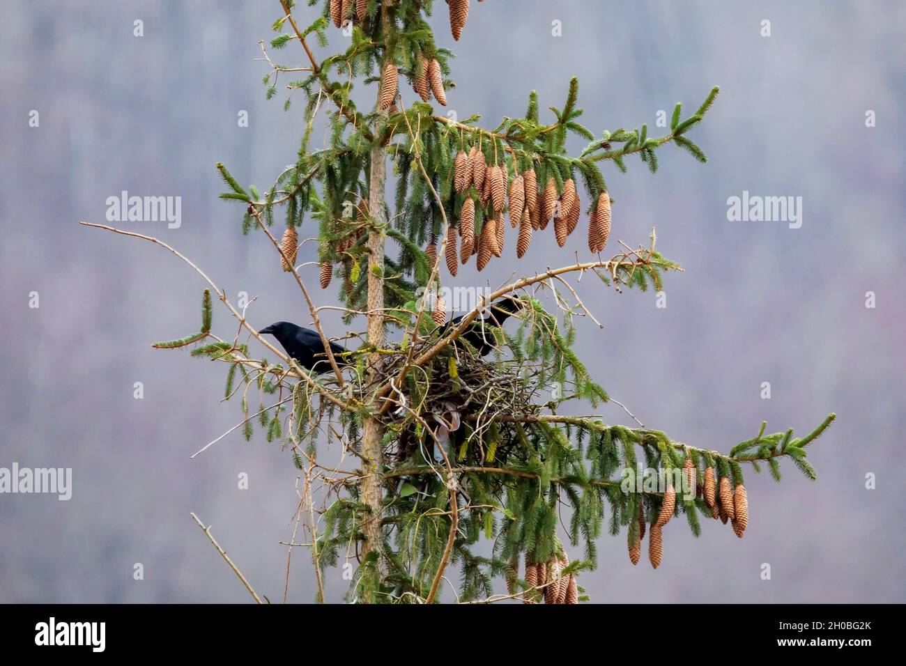 Crows nests in the trees hires stock photography and images Alamy