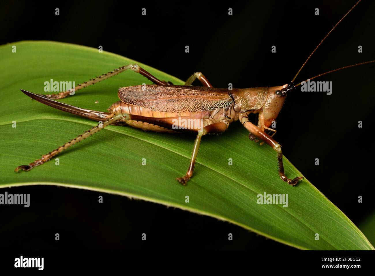 Conehead Katydid (Conocephalinae sp), Conicalheaded female brown juvenile on a