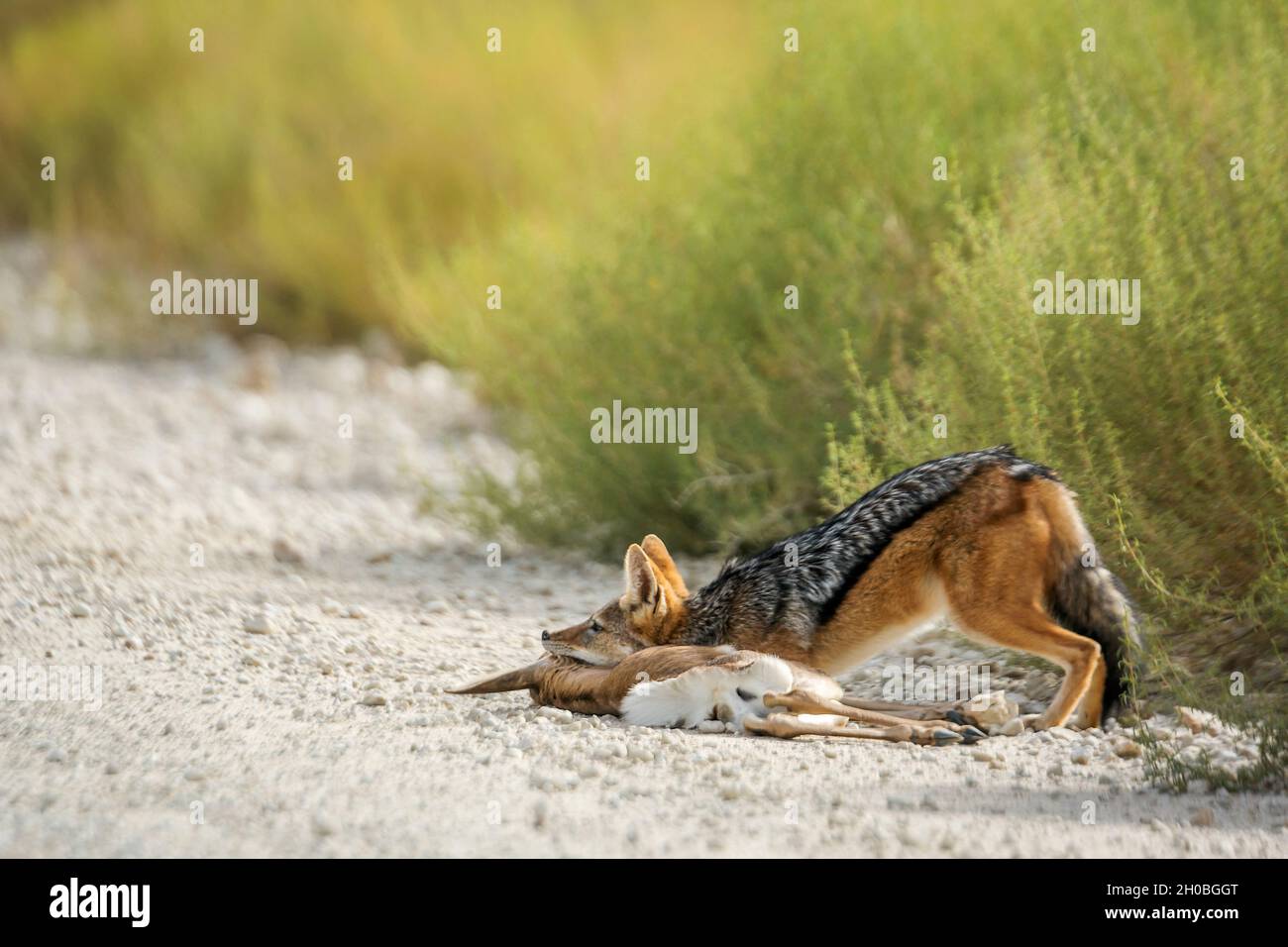 Black backed jackal (Canis mesomelas) killing a baby springbok in ...