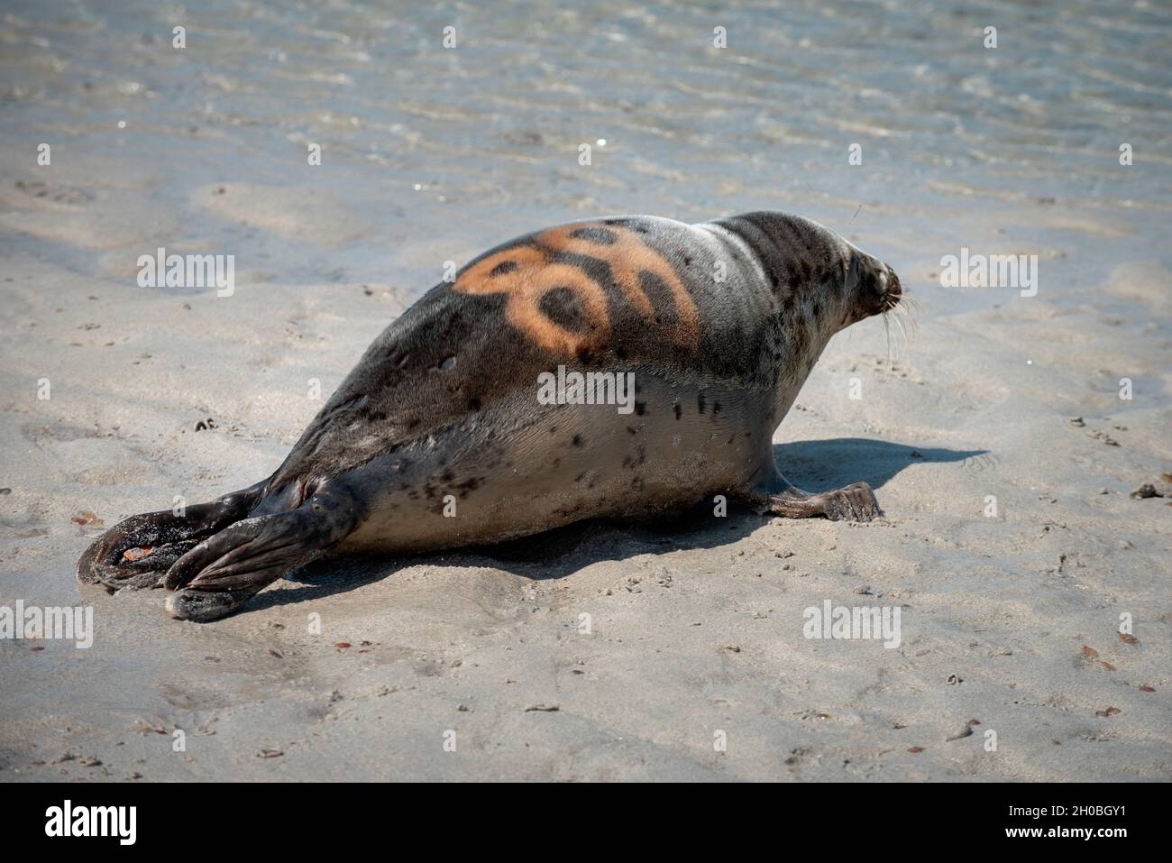 Grey seal (Halichoerus grypus) marked. Grey seal release in Plouarzel, Finistere, on 29 April 2021. They were cared for at Oceanopolis, Brest, by ACMO Stock Photo