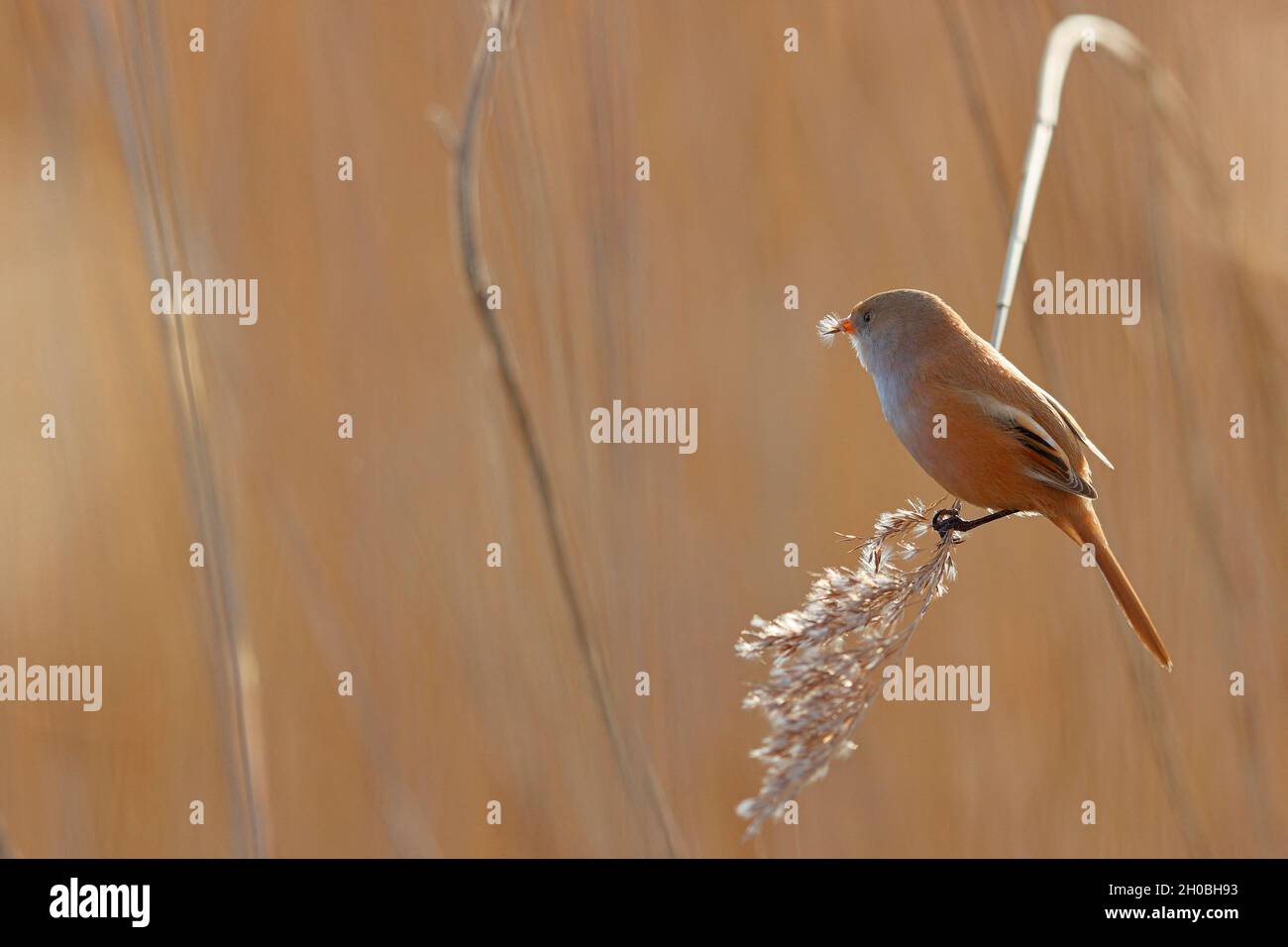 Bearded reedling (Panurus biarmicus) in a reedbed, Baie de Somme, France. Stock Photo