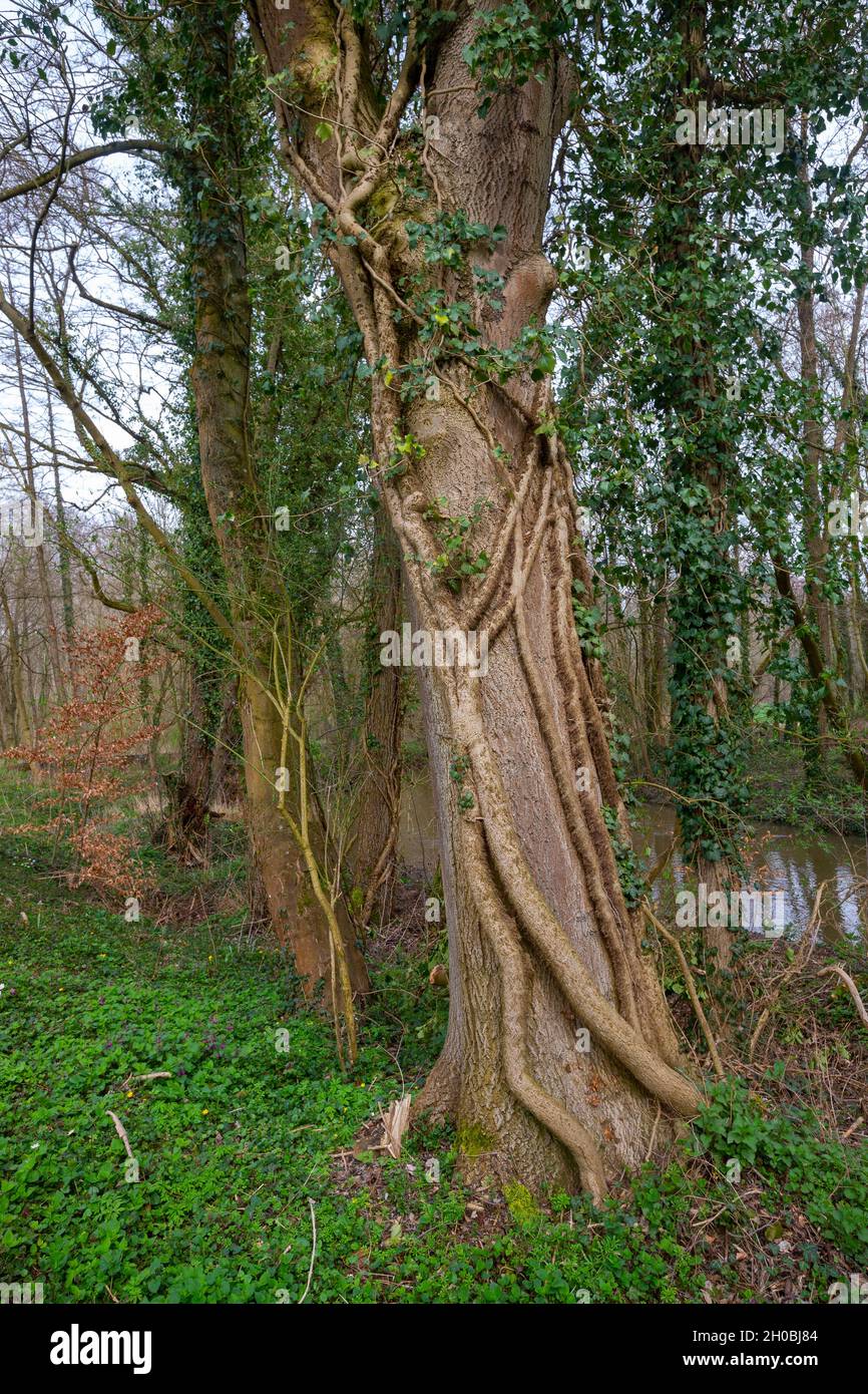 Natural sensitive area of Grossmatt, renatured area protected by the Departmental Council of Bas Rhin, ivy or climbing ivy (Hedera helix L.), colonizi Stock Photo