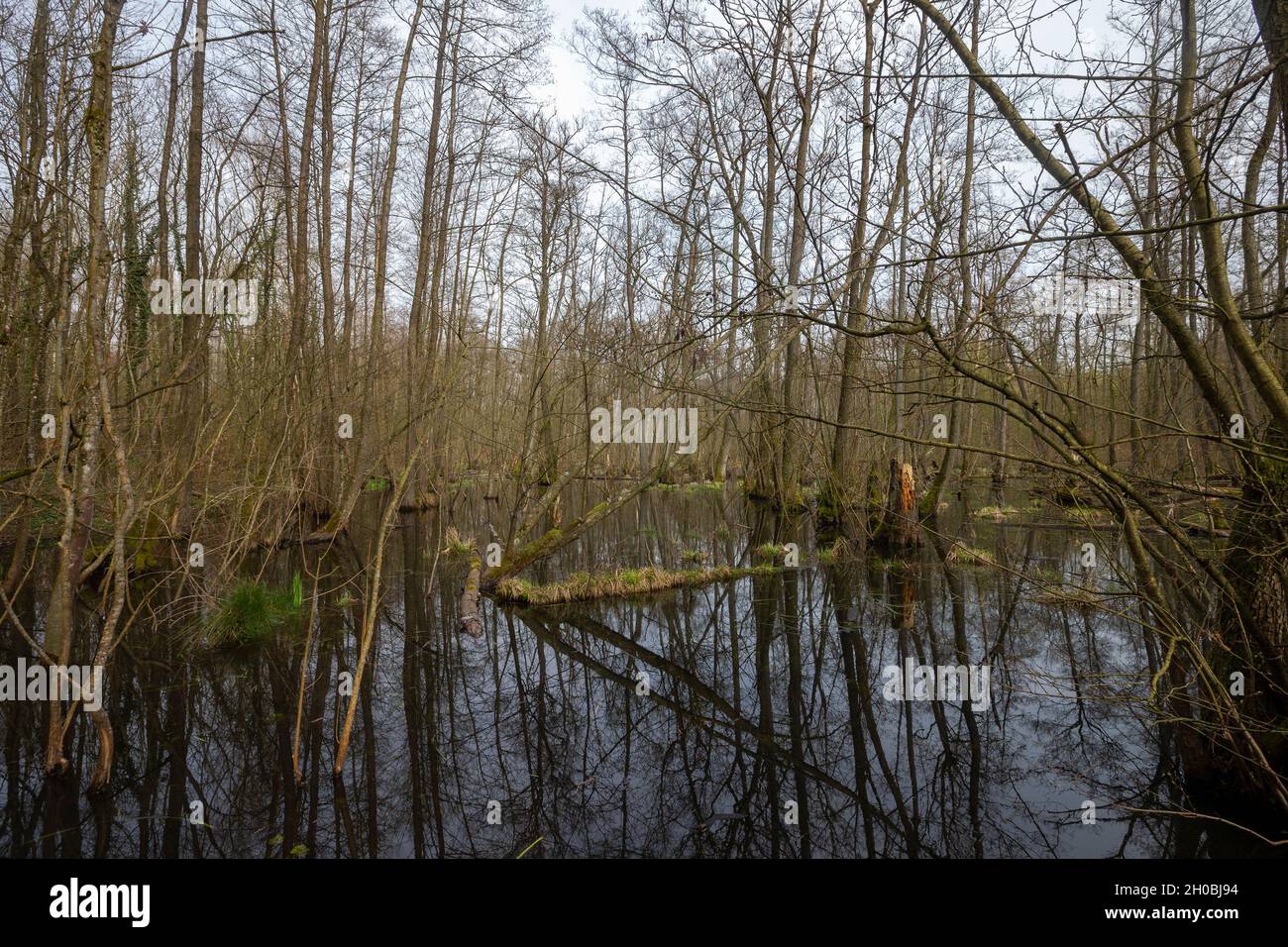 Flooded forest, Common alder, black alder, European alder, European black alder, or just alder (Alnus glutinosa), Sensitive protected natural area, Co Stock Photo