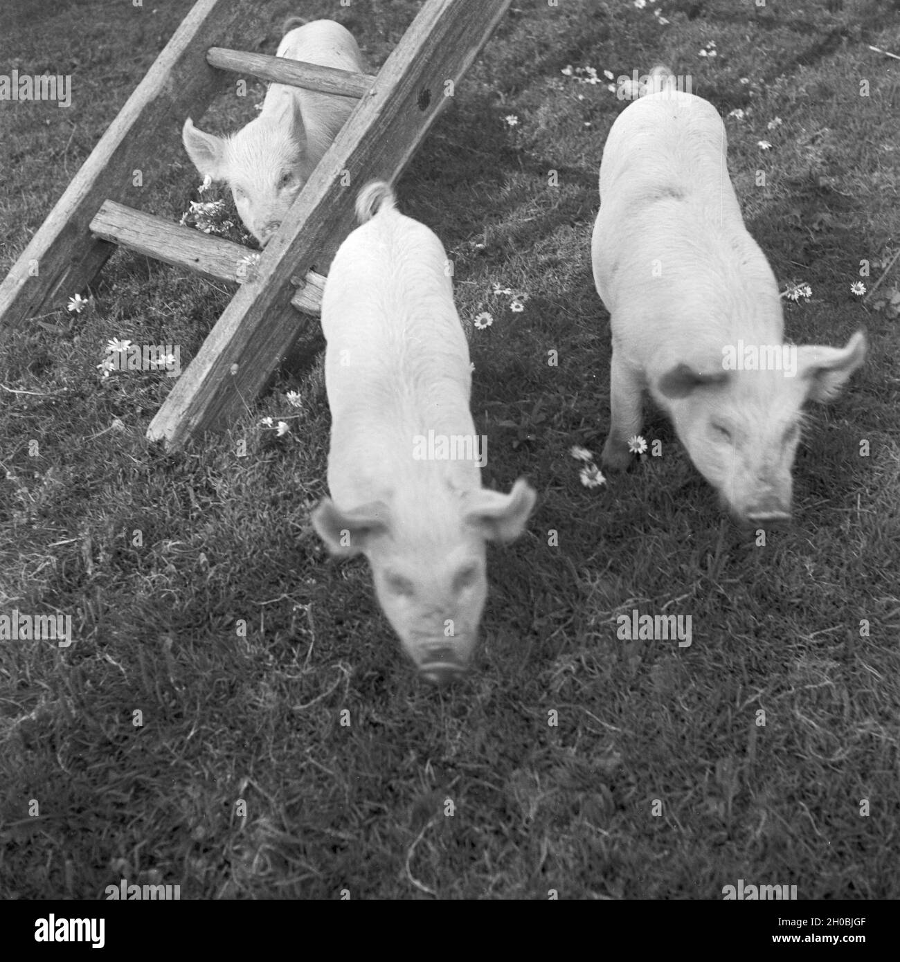 Schweine im Garten, Deutschland 1930er Jahre. Pigs in the garden, Germany 1930s. Stock Photo