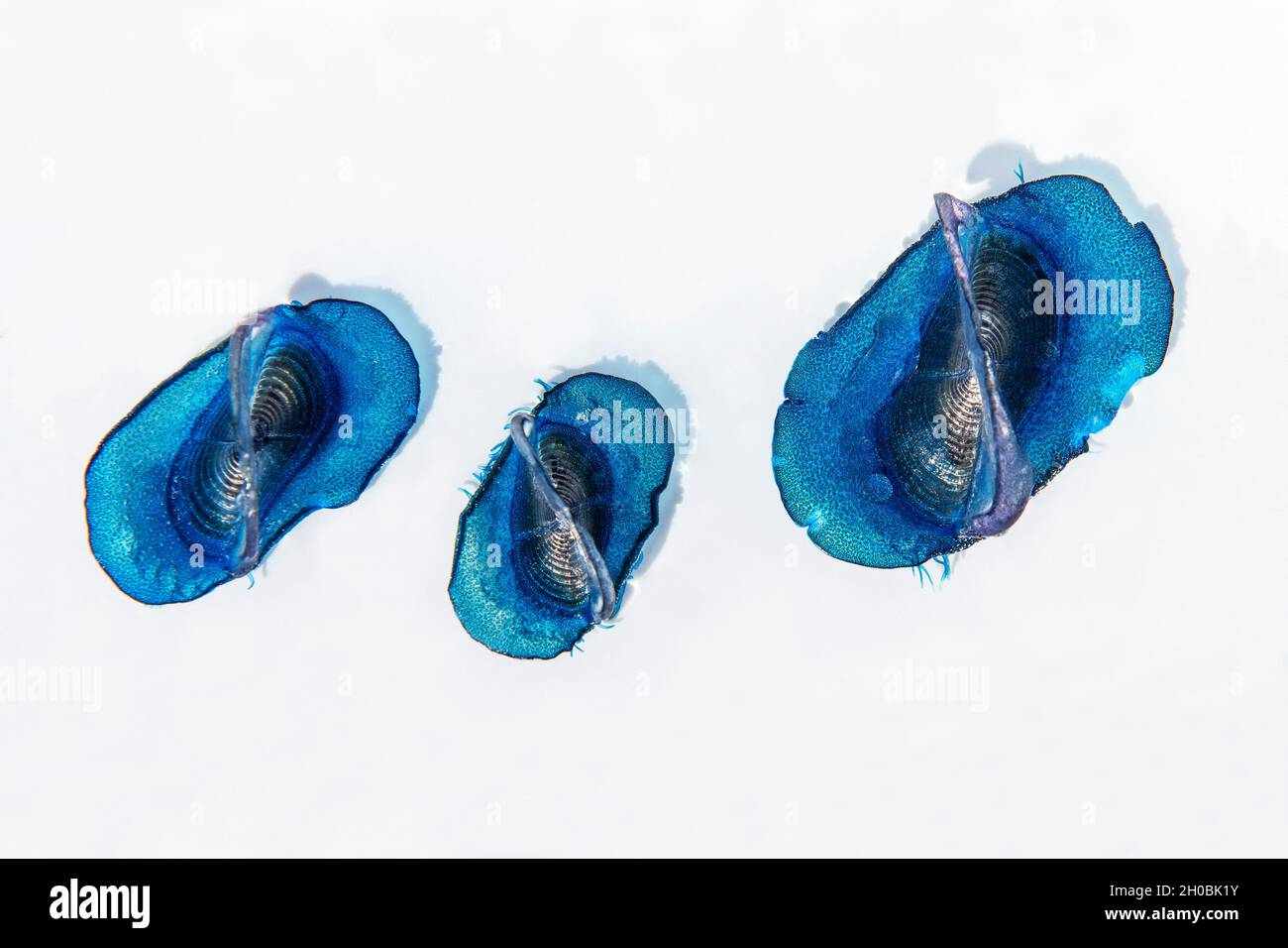 By-the-wind sailor, Sea sail or purple sail (Velella velella), is a small pelagic hydrozoan that appears en masse in some periods of the year. It has Stock Photo
