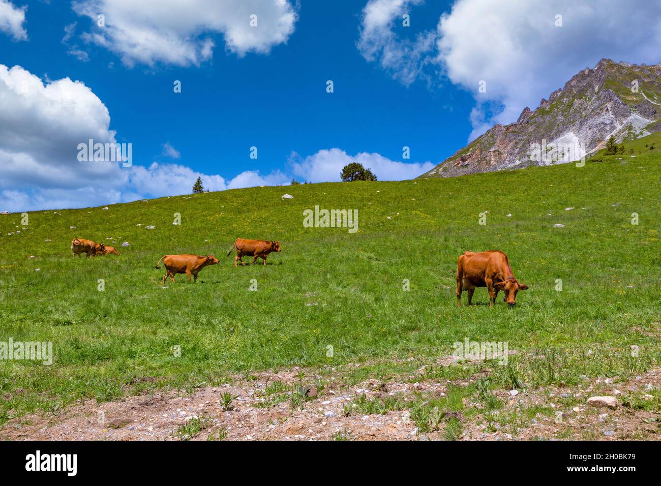 Tarentaise cow or Tarine, grazing in the alpine meadows above Champagny en Vanoise, Champagny-en-Vanoise, Savoie, Auvergne-Rhone-Alpes Region, France Stock Photo