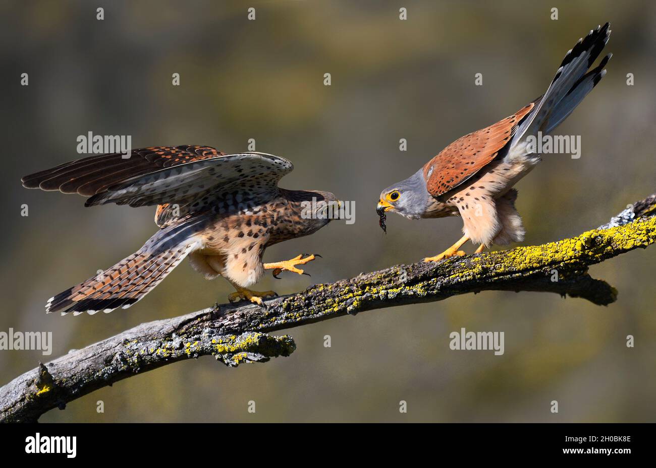Kestrel (Falco tinnunculus) offering a cricket to the female during courtship, Vosges du Nord Regional Nature Park, France Stock Photo