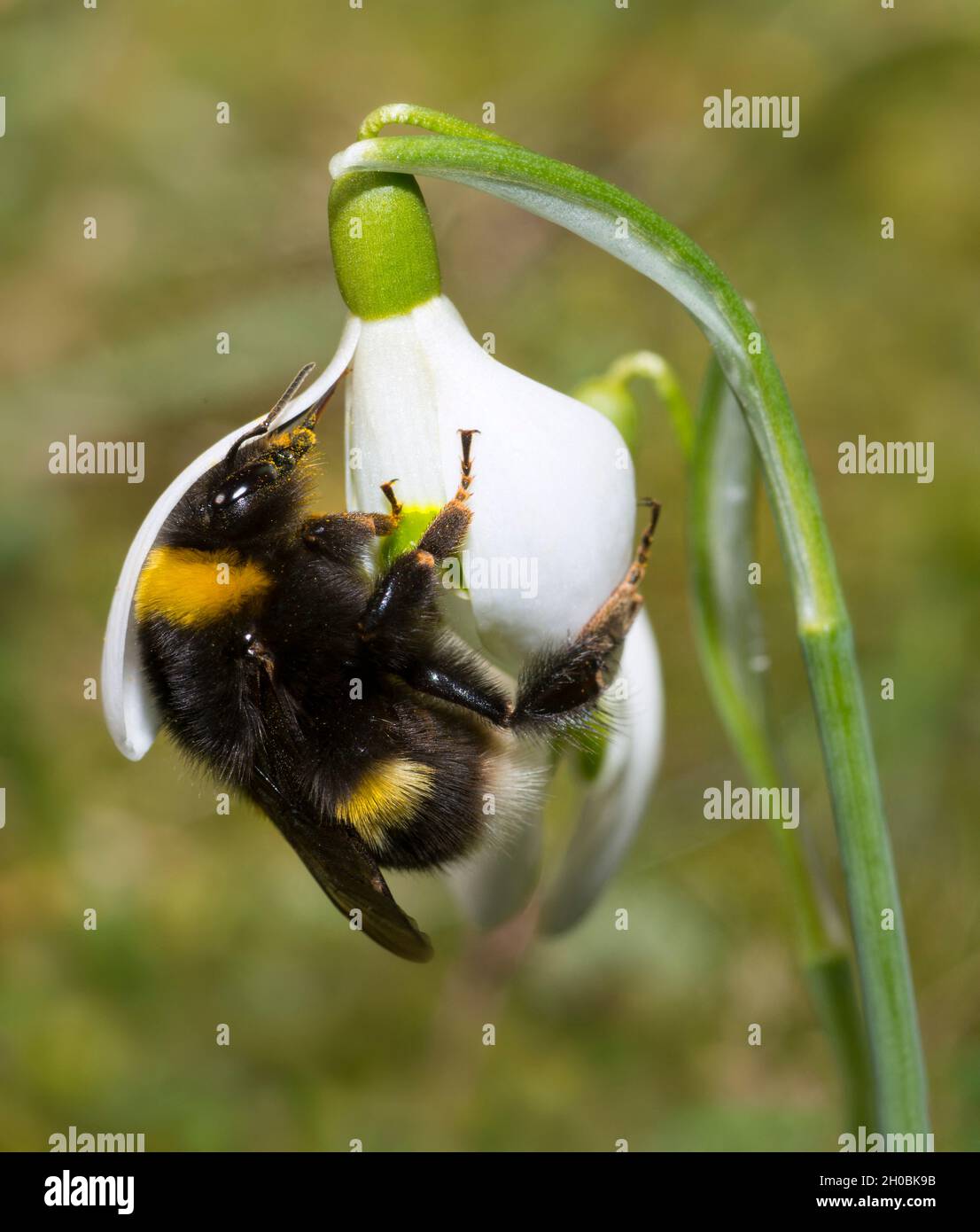 Buff-tailed bumblebee (Bombus terrestris) queen foraging a snowdrop (Galanthus nivalis), Vosges du Nord Regional Nature Park, France Stock Photo