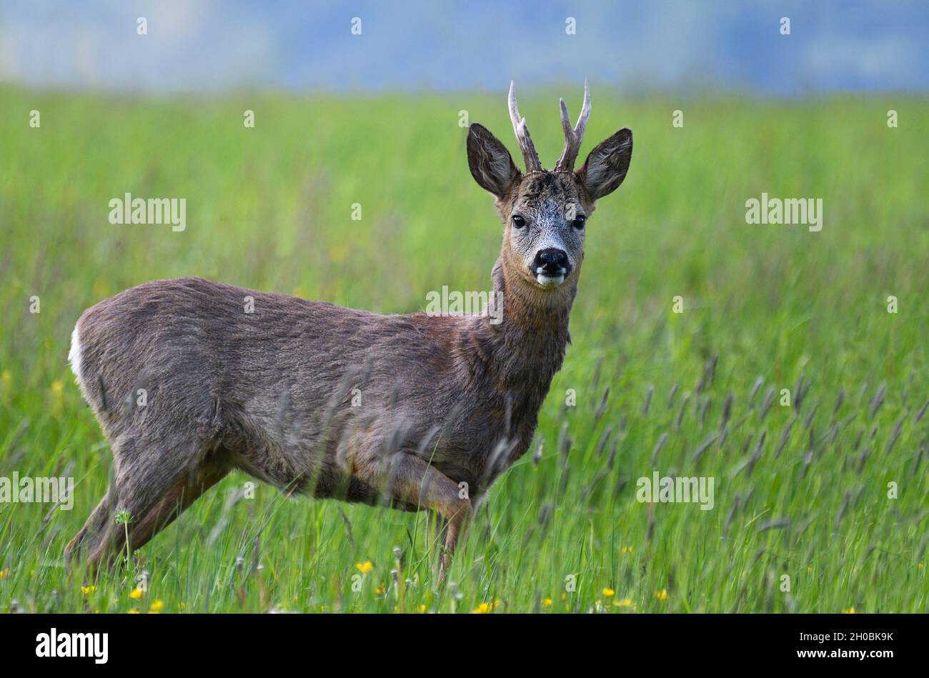 Roe deer spring moult hires stock photography and images Alamy