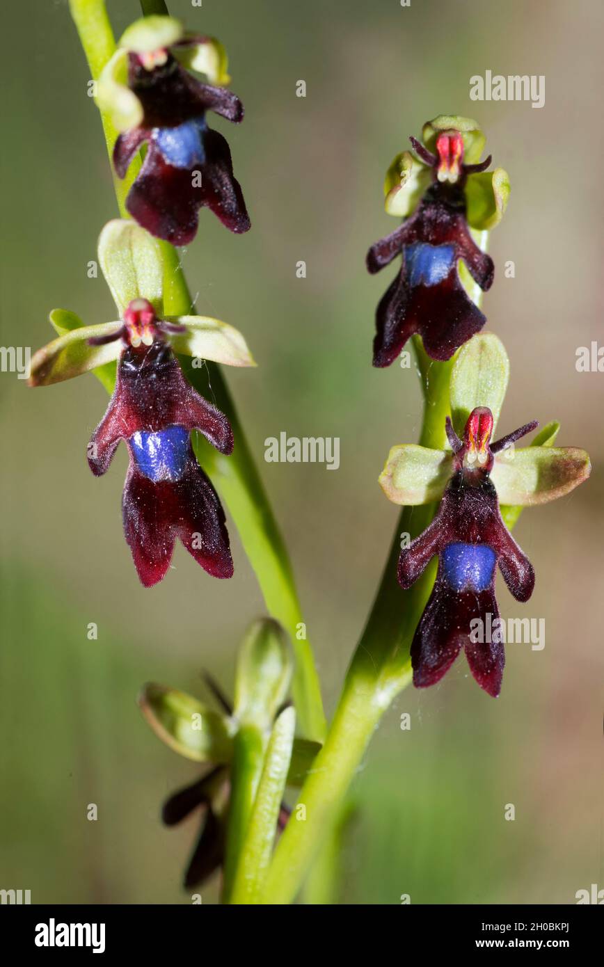 Fly orchid (Ophrys insectifera) flowers, Mont Ventoux, Provence, France Stock Photo