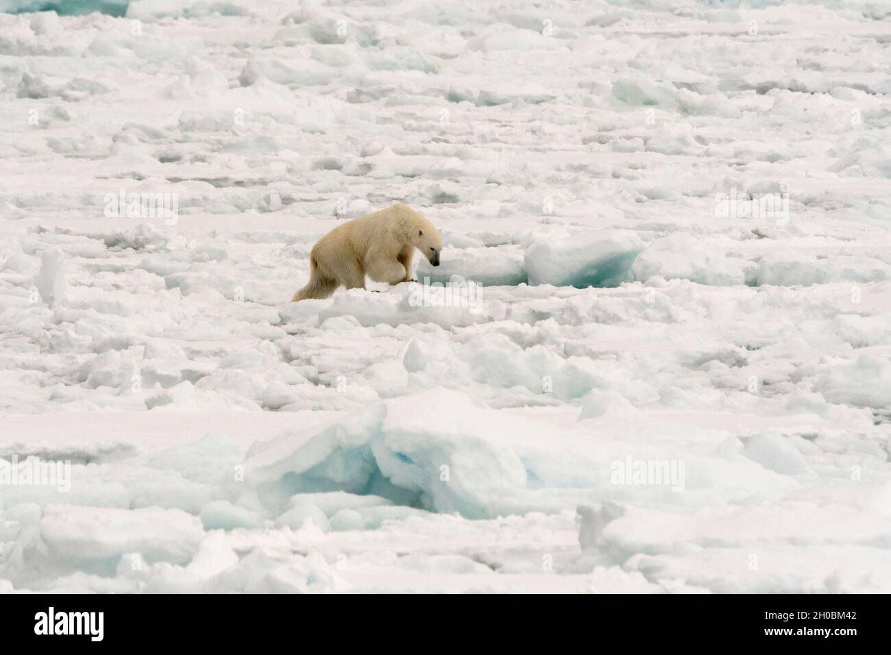 Polar bear (Ursus maritimus), Polar Ice Cap, 81north of Spitsbergen, Norvay. Stock Photo