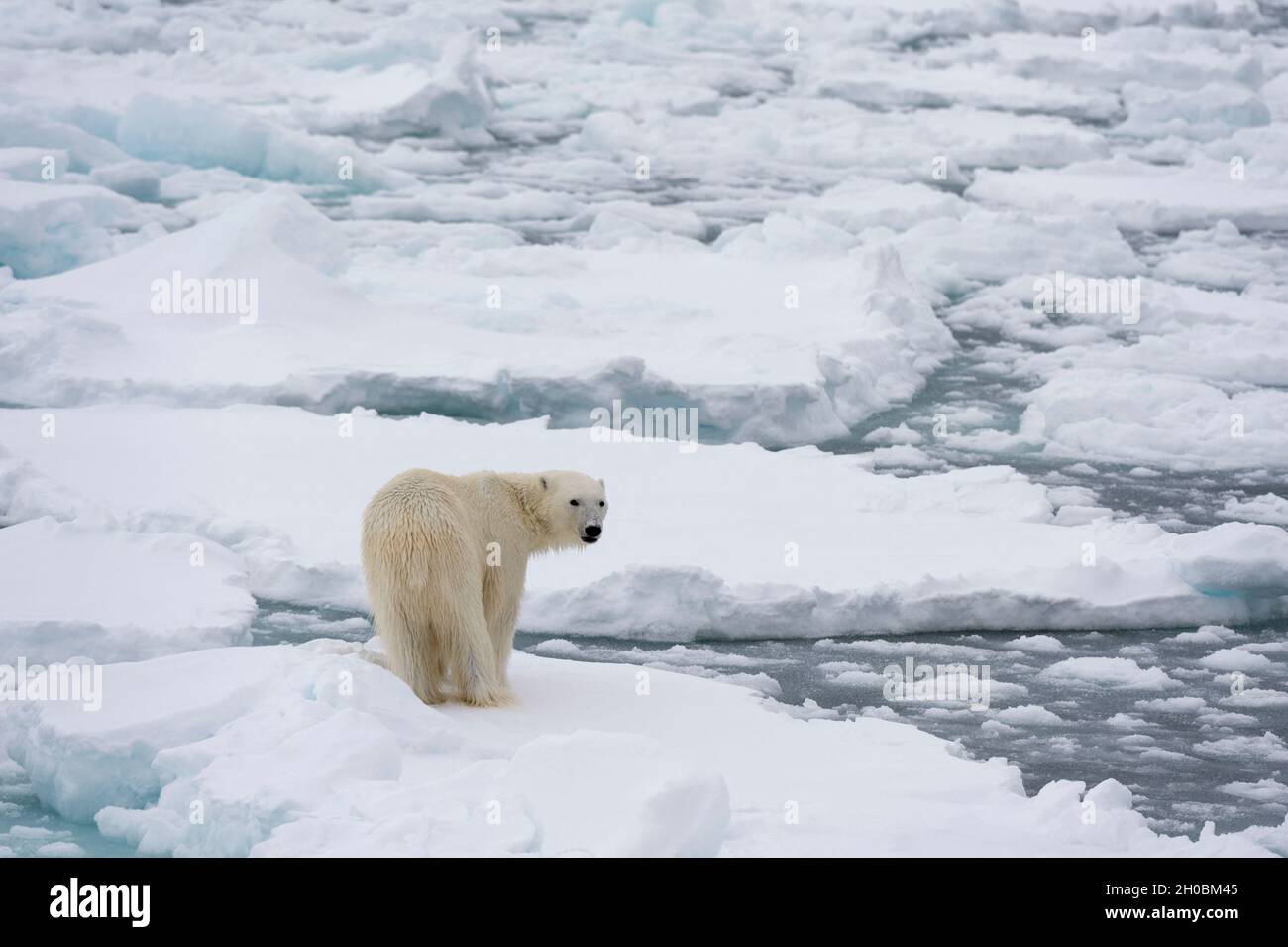 Polar bear (Ursus maritimus), Polar Ice Cap, 81 north of Spitsbergen, Norway. North polar ice cap, Arctic ocean Stock Photo