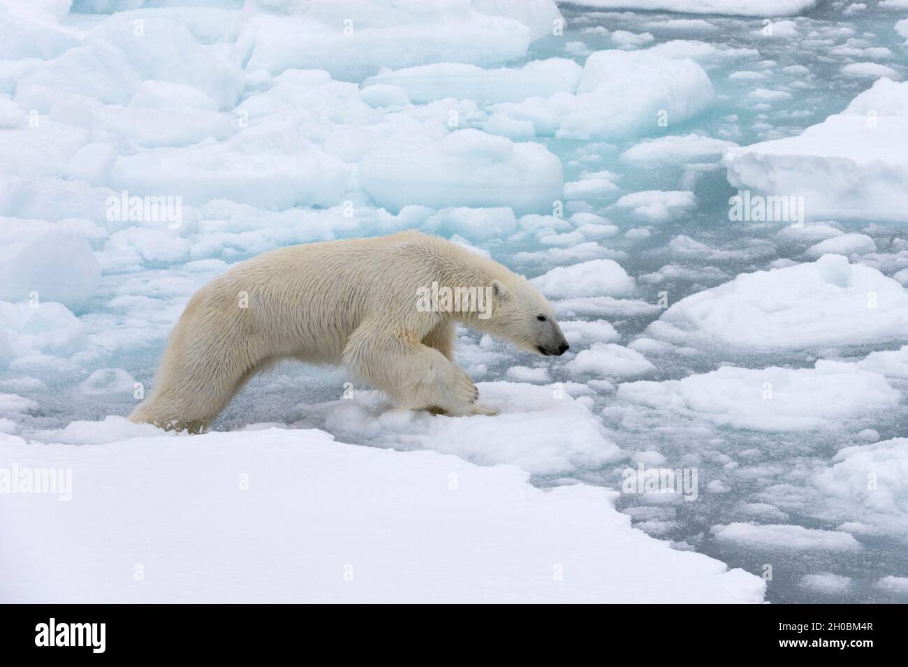 Ice packs hi-res stock photography and images - Alamy