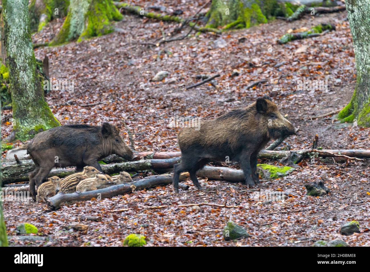 Wild Boar (Sus scrofa), in the woods, Private park, Haute Saone, France Stock Photo