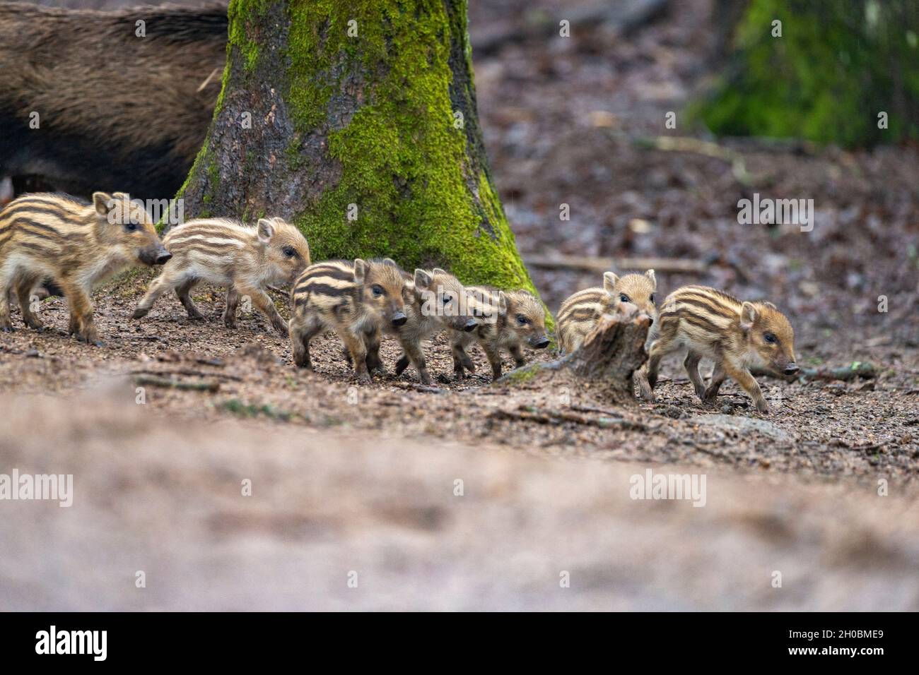 Wild Boar (Sus scrofa ) piglets in the woods, Private park, Haute Saone, France Stock Photo