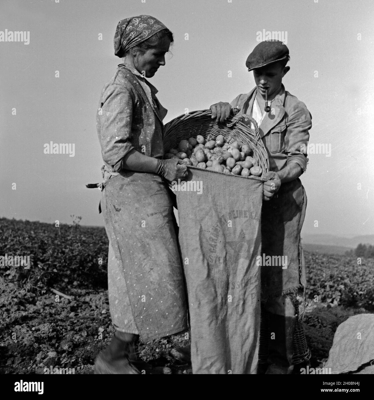 Kartoffel ernte hi-res stock photography and images - Alamy
