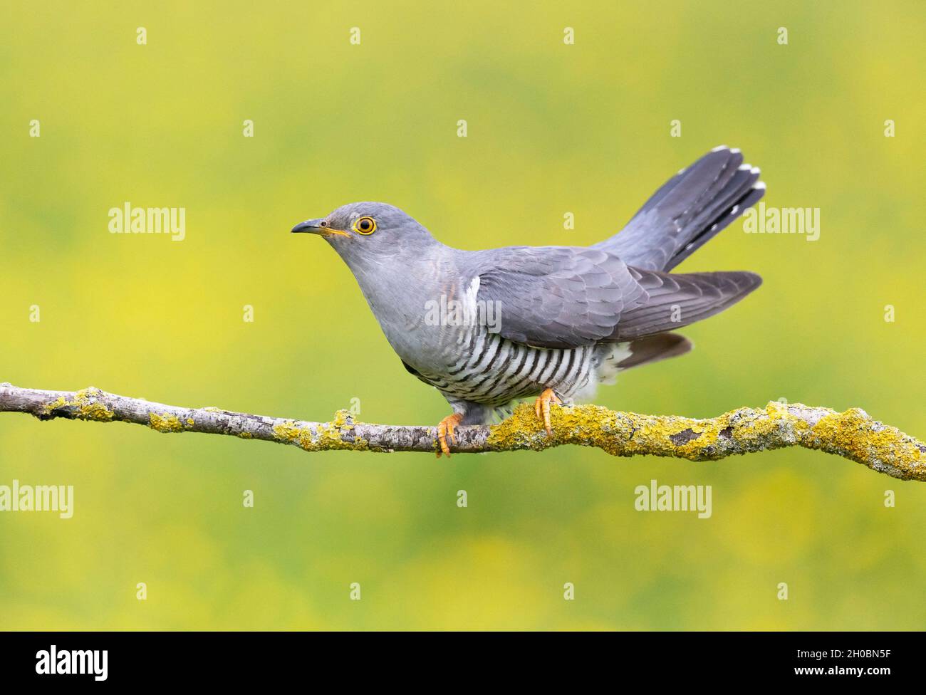 Cuckoo (Cuculus canorus) perched amongst buttercup (Ranunculus sp ...