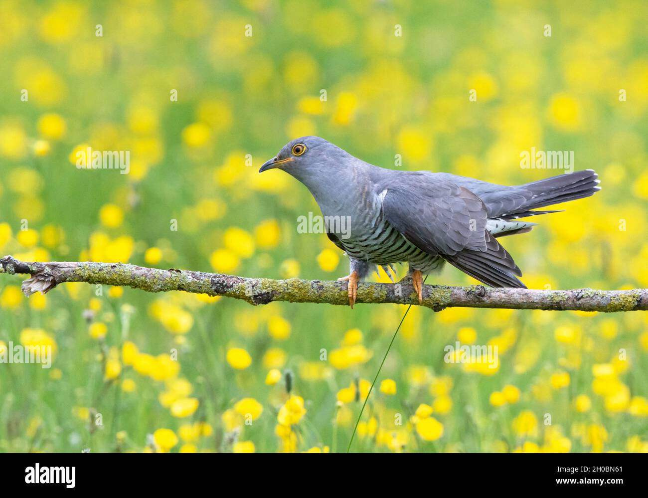 Cuckoo (Cuculus canorus) perched amongst buttercup (Ranunculus sp ...